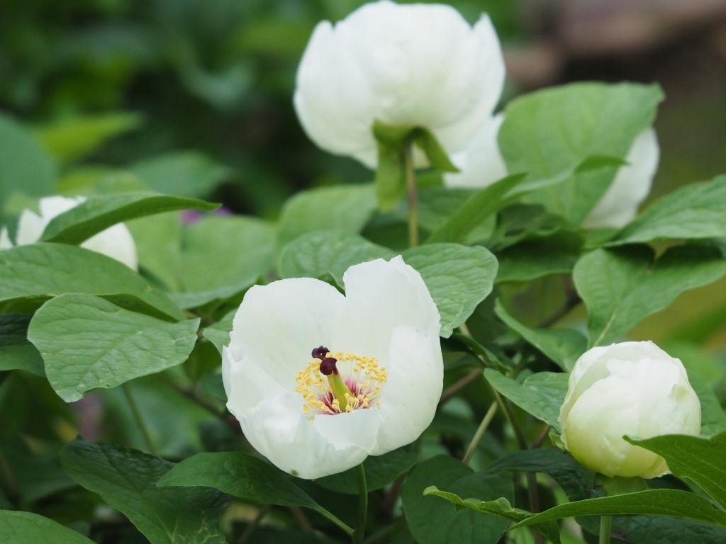 庭に咲く花 （ヤマシャクヤク、ベニバナヤマシャクヤク、シャクヤク）: 思いのままに（群馬発）