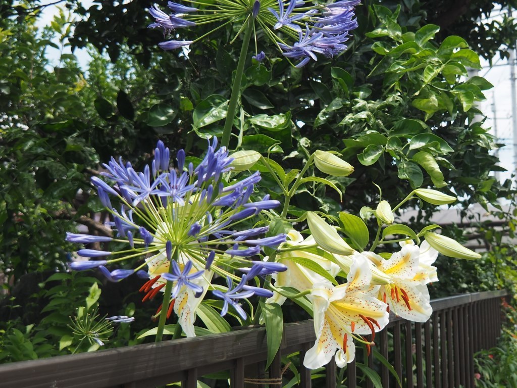 庭に咲く花 （ヤマユリ、カノコユリ 他）: 思いのままに（群馬発）